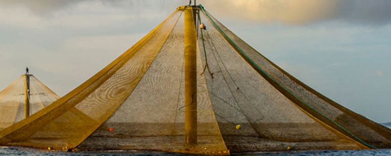 Is the United States Ready for Offshore Aquaculture?